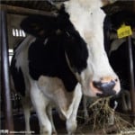 Vermont_cow