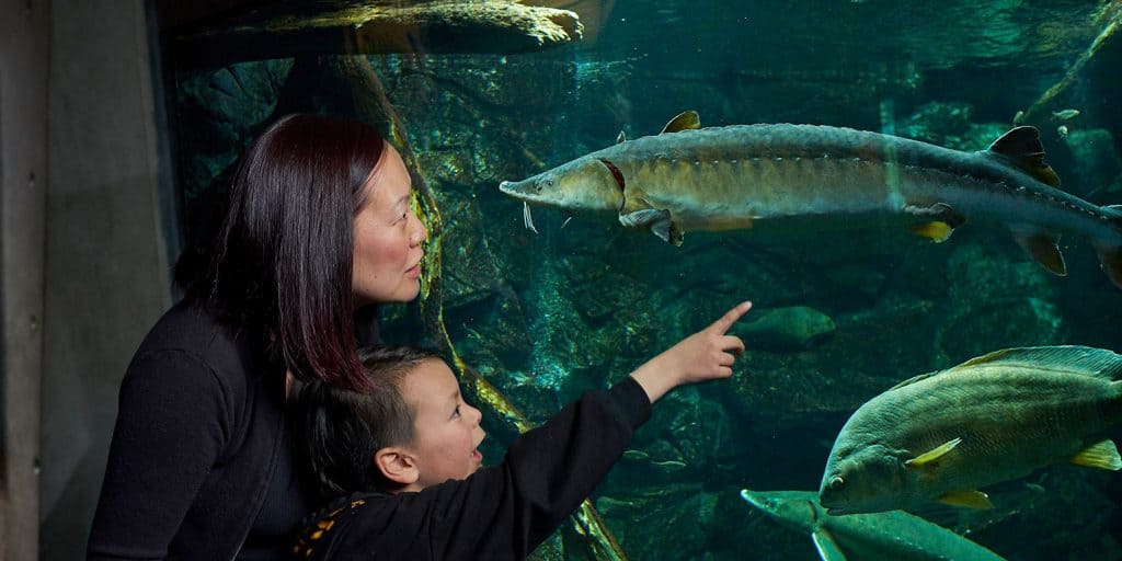 ECHO, Leahy Center for Lake Champlain - Mom and Kid looking at Fish