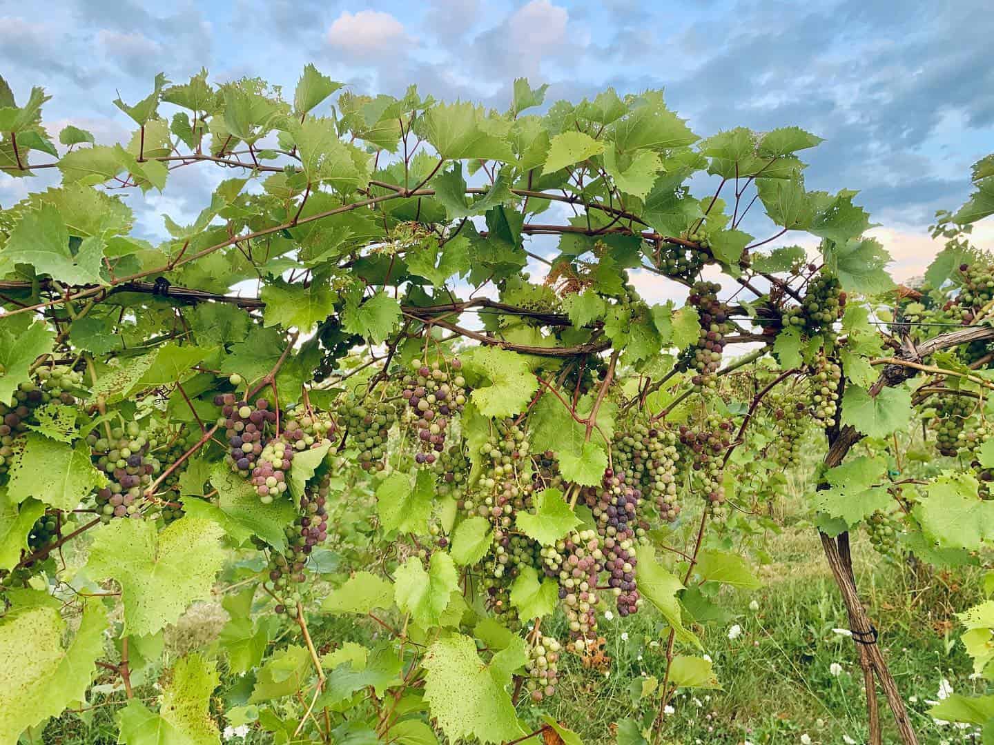 Shelburne Vineyard - Grape Vines