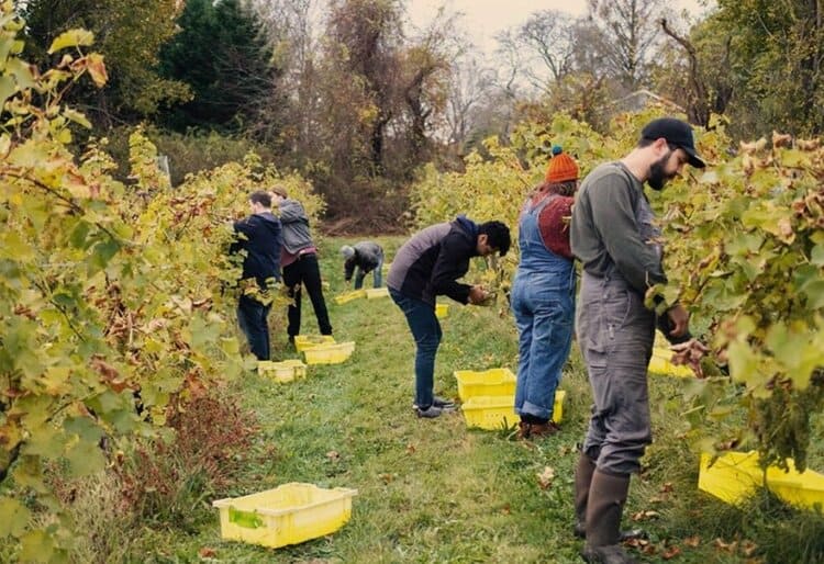 Shelburne Vineyard - Picking Grapes