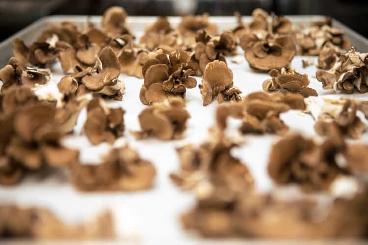 Hen of the Wood Waterbury - Mushrooms