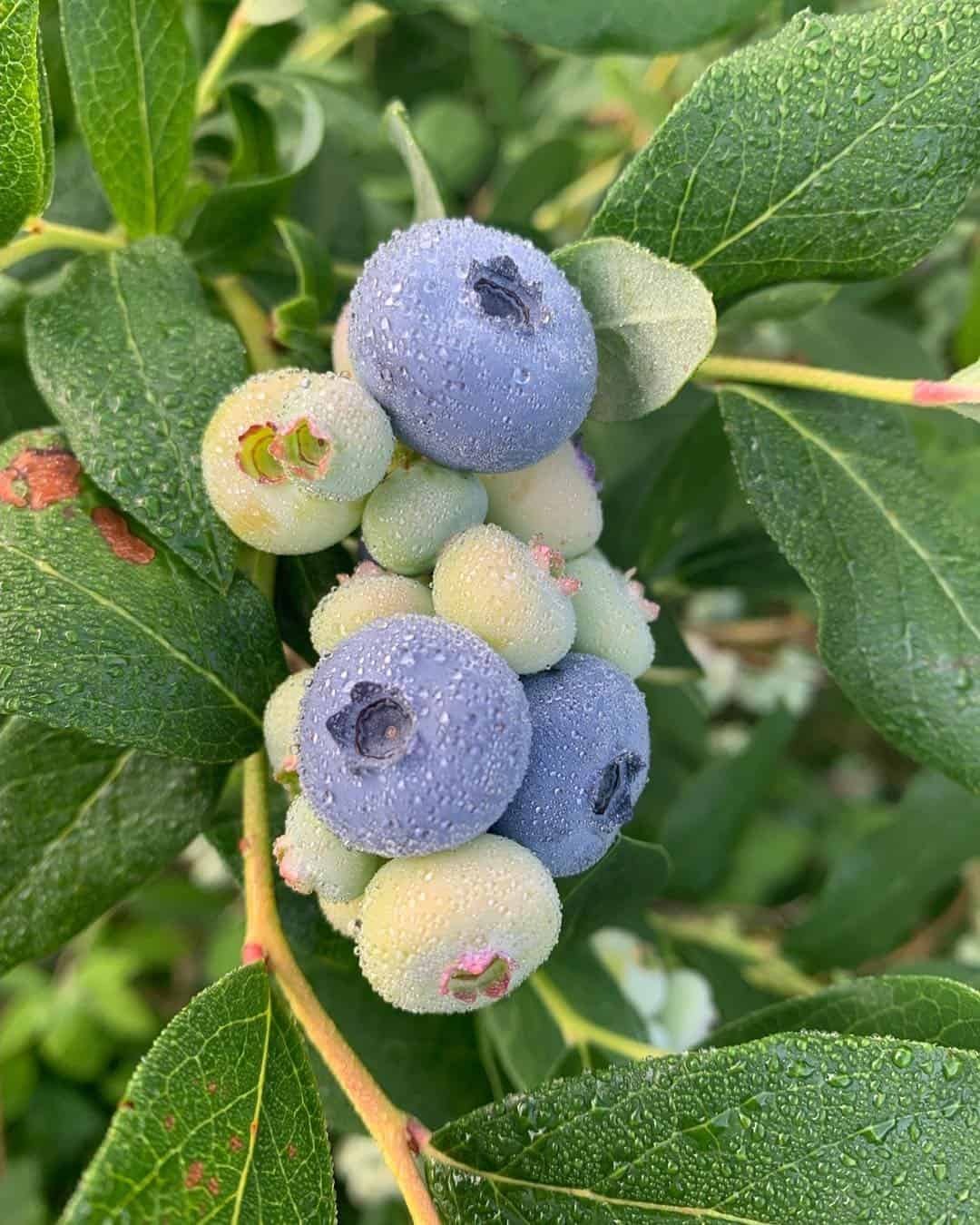 Dutton Berry Farm - Blueberries