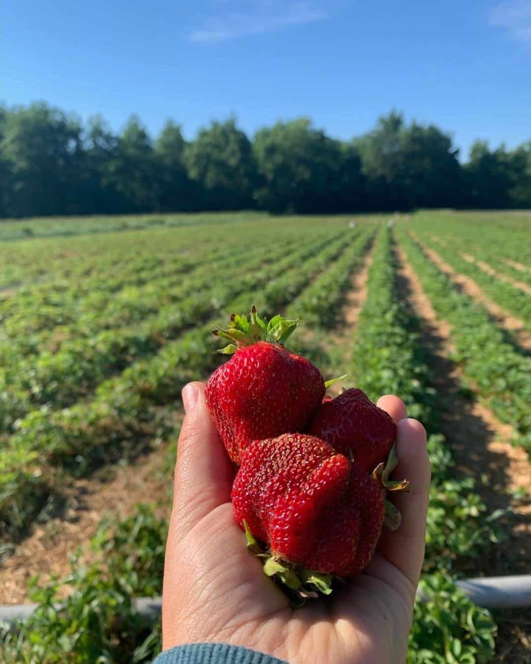 Dutton Berry Farm - Strawberries