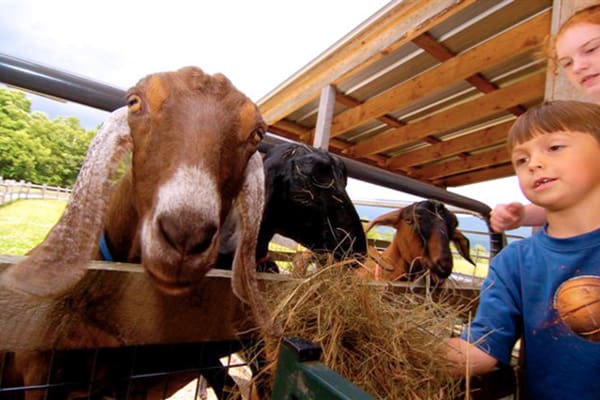 Hildene - Kids feeding Goats