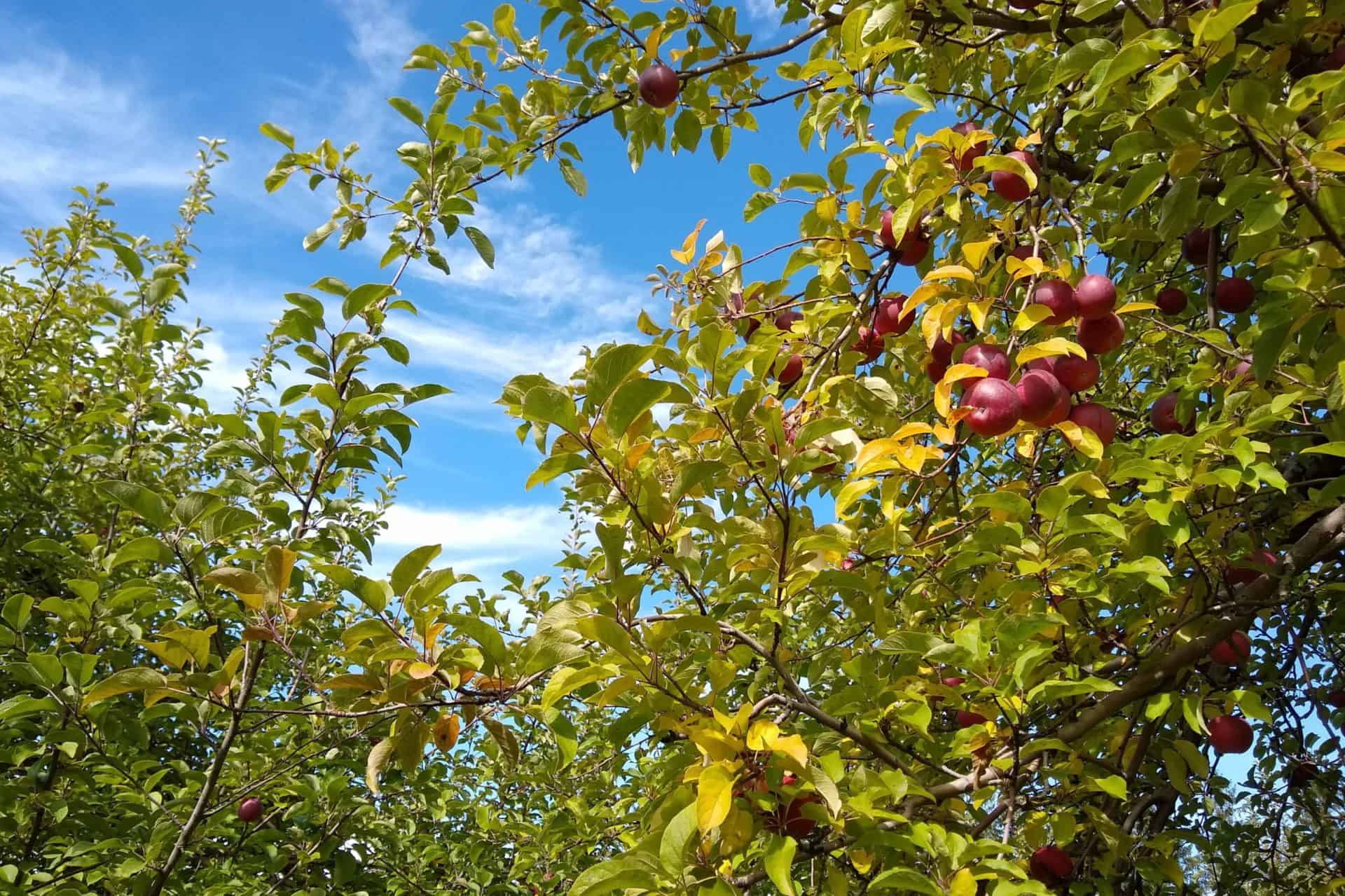 Happy Valley Orchard - Apples in a Tree