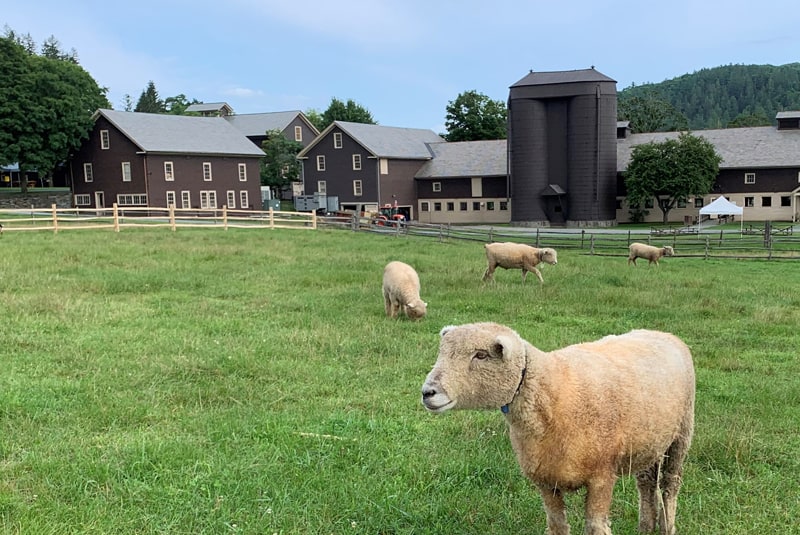 Billings Farm and Mueum - Sheep