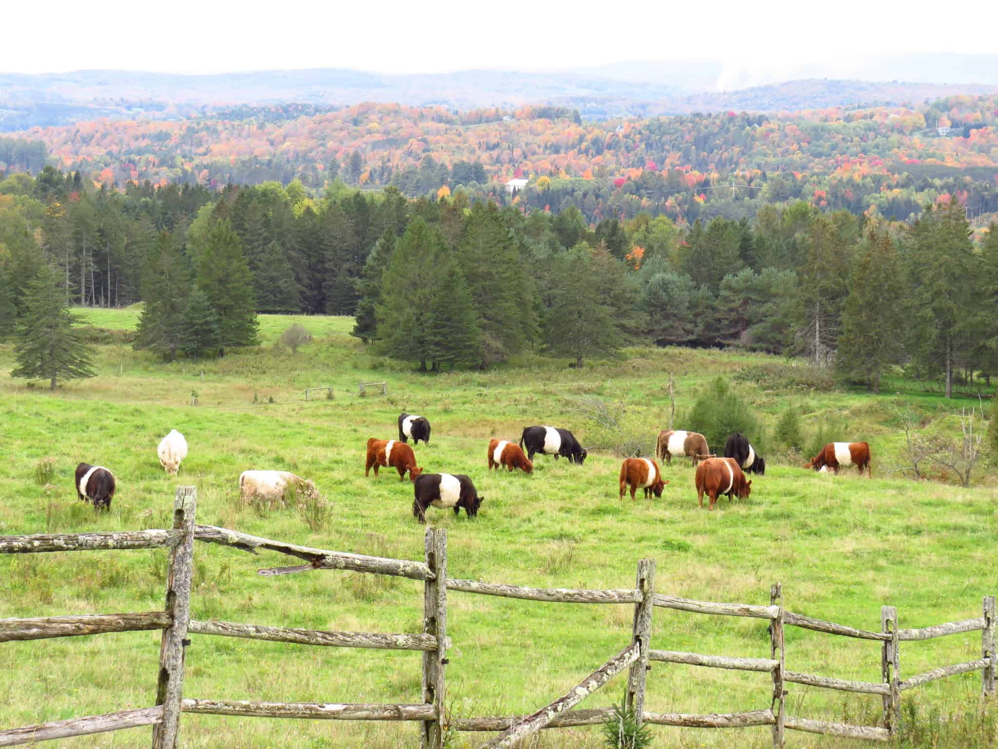 Burke Area CoC - Cows in a Pasture during Foliage
