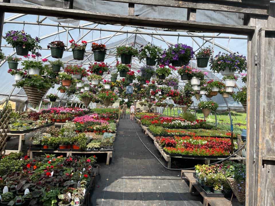 Dutton Berry Farm - Greenhouse Flowers