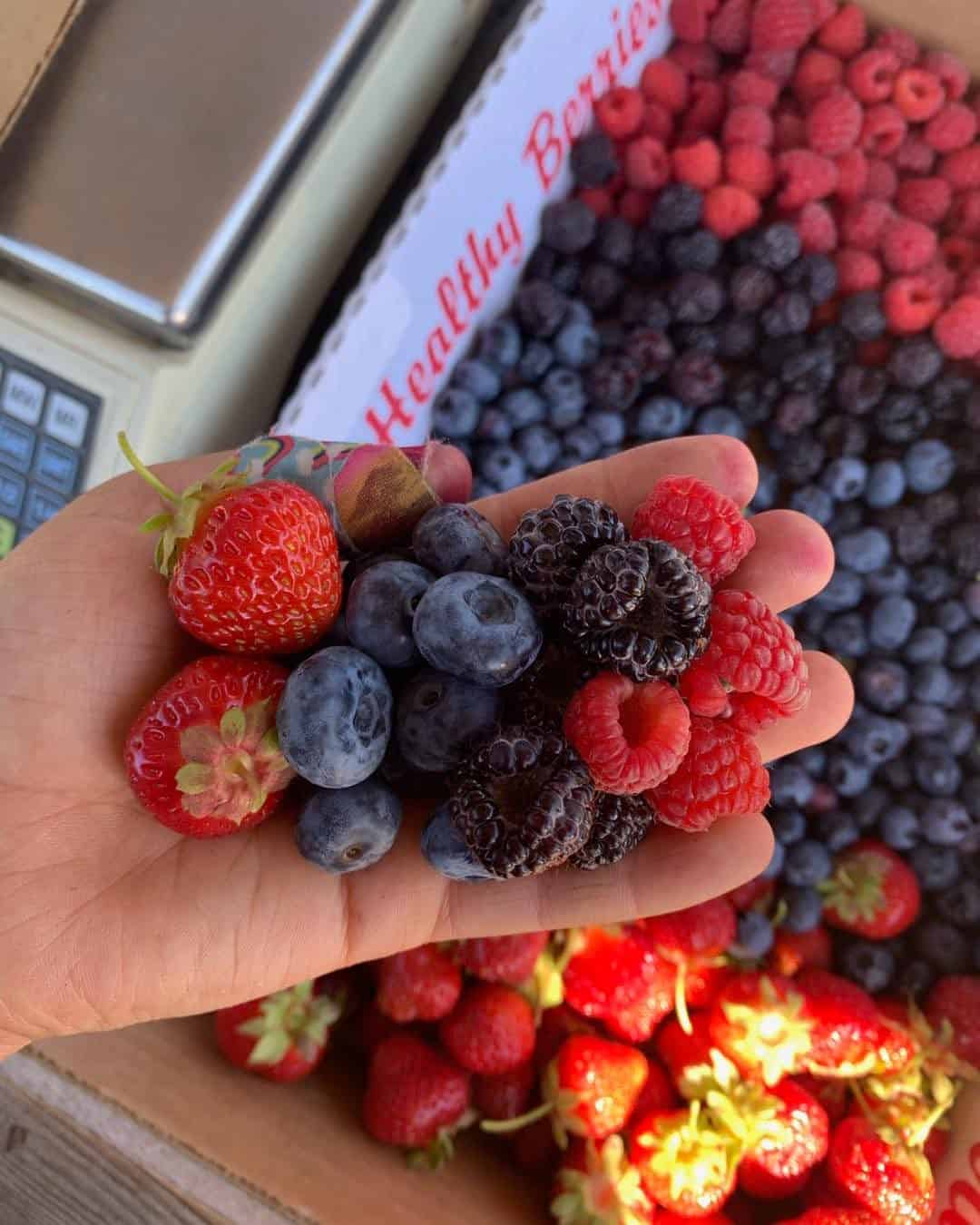 Dutton Berry Farm - Hand Holding Berries