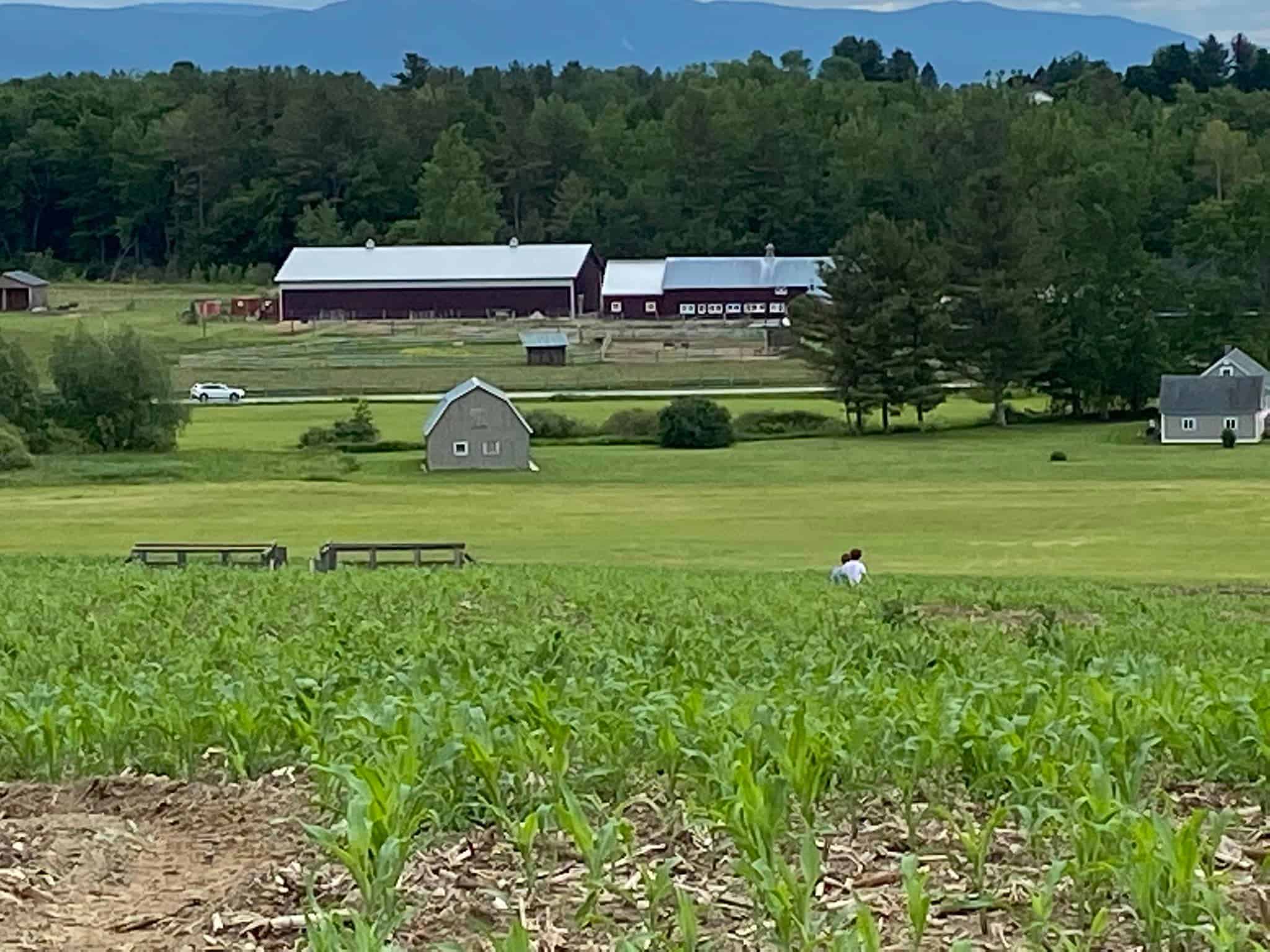 Hathaway Farm - View of Barn from Early Crop of Corn