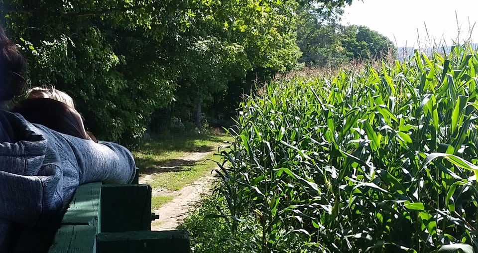 Hathaway Farm - Wagon Ride Around Corn Fields